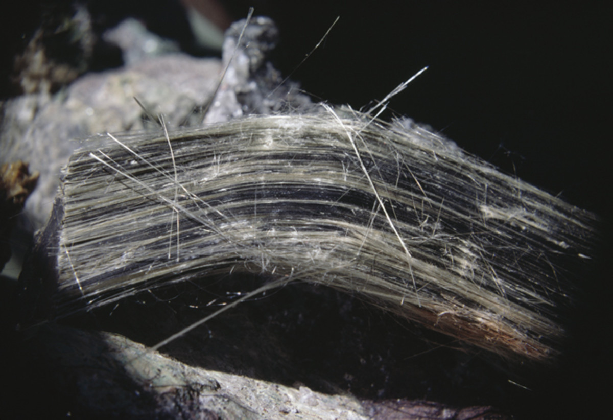  Asbestos fibers. (Photo by DeAgostini/Getty Images)
