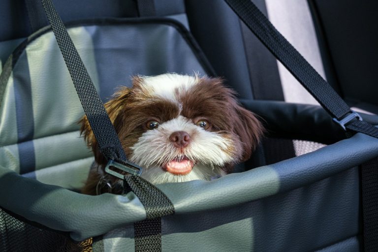 Best Dog Car Seat Review (2024 Ratings)