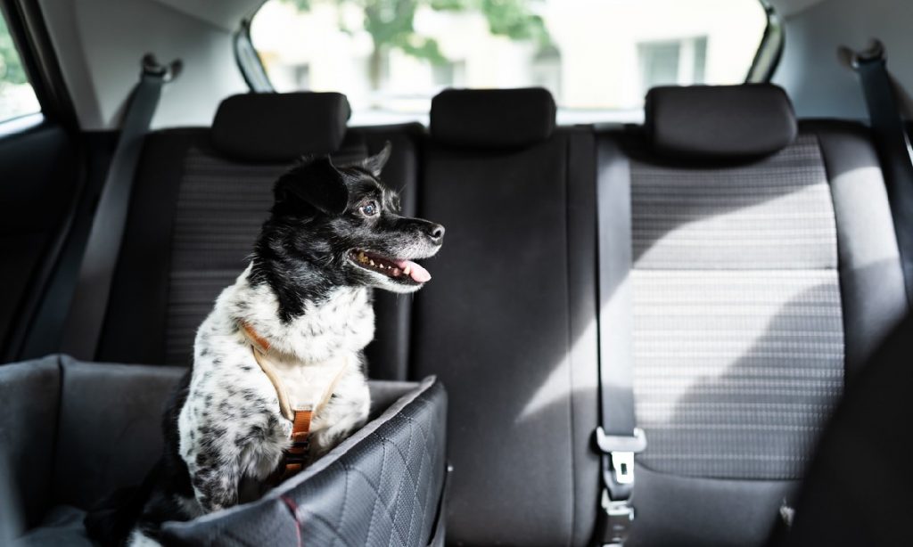 What Exactly Is a Dog Booster Car Seat